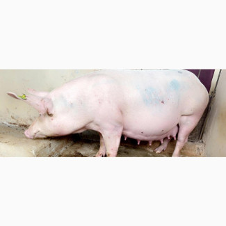 Ingilts (Pregnant Pigs) for Sale
