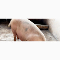 Ingilts (Pregnant Pigs) for Sale