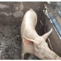 A Pig Farm in OYO(1acre)