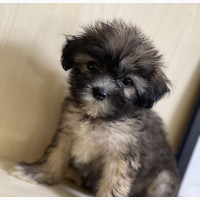 Cute Female Purebred Lhasa Apso Puppy for Sale
