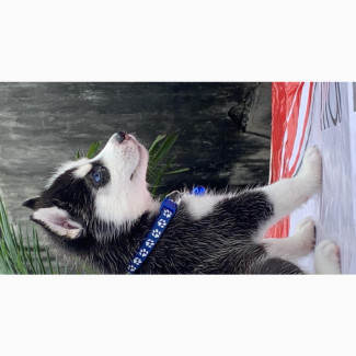 Purebred Siberian Husky Puppies Available in Lagos