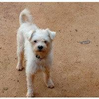 Male Mixed Breed Lhasa Apso - Active and Intelligent