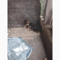 1-3 months Female Mixed Breed German Pinscher
