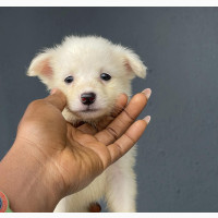 Male American Eskimo Puppy Available for Sale