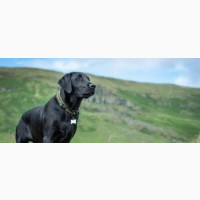 1+ year Female Purebred Labrador Retriever