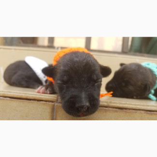 0-1 month Female Mixed Breed Cane Corso