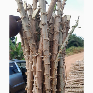 High-Yielding Cassava Stem Cuttings Available