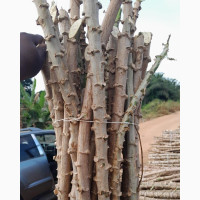High-Yielding Cassava Stem Cuttings Available