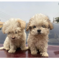 Lhasa Apso - Female Purebred Puppy Available