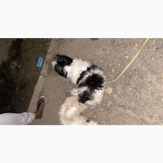 Lhasa Apso Puppies Available for Booking