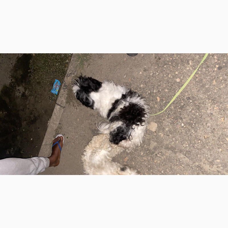 Фото 1/1. Lhasa Apso Puppies Available for Booking