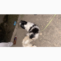Lhasa Apso Puppies Available for Booking