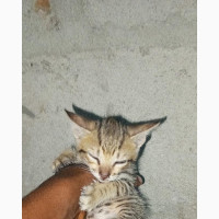 0-1 month Male Mixed Breed American Shorthair