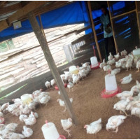 Farm Attendant Needed in Ijebu-Ode