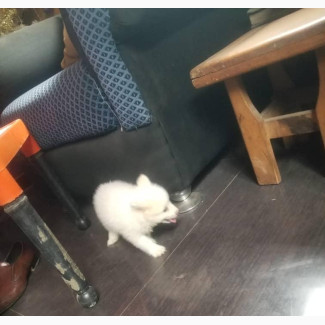 3-6 months Female Purebred American Eskimo