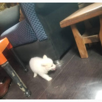 3-6 months Female Purebred American Eskimo