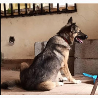Female Purebred German Shepherd - Abuja
