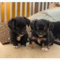 Female Purebred Lhasa Apso Puppy Available
