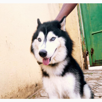 Top-Notch Siberian Husky Stud for Mating