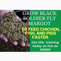 How to Grow Black Soldier Fly Margot to Fish Chicken Fast