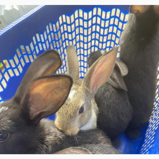 Exotic Bunnies - Find Your Perfect Furry Friend