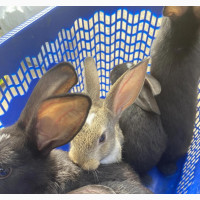 Exotic Bunnies - Find Your Perfect Furry Friend