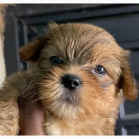 1-3 months Female Lhasa Apso - Purebred