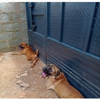 Quality Dog Boarding and Adoption Services
