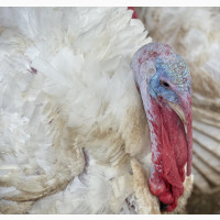 16-22kg Male Foreign Turkeys