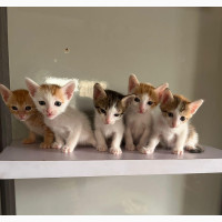 1-3 months Female Purebred American Wirehair