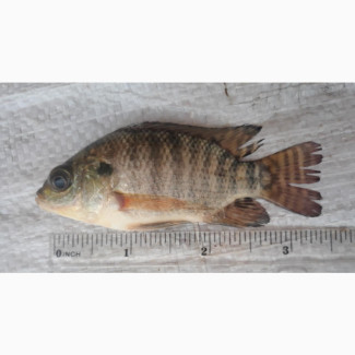 Tilapia Fish - Fingerling, Juvenile, Jumbo Available
