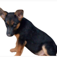 Male Purebred German Shepherd Puppy - 1-3 months