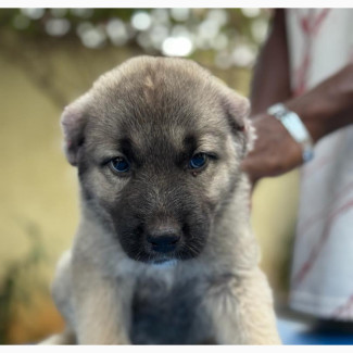 Male Caucasian Shepherd Puppy 1-3 Months Old