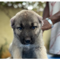 Male Caucasian Shepherd Puppy 1-3 Months Old