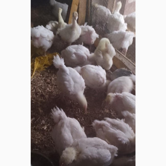 Chicks and Turkeys for Sale