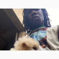 American Eskimo Female Puppy 1-3 Months Mixed Breed Available