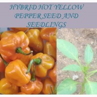 Hybrid Orange Habanero Pepper Seed and Seedlings