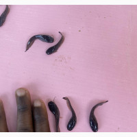 Healthy and FAST Growing Fingerlings