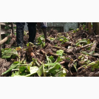 Hybrid Giant Elephant Rapid Growth Plantain Suckers