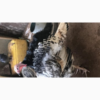 Healthy and Active Local Turkeys for Sale