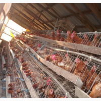 Chickens - Quality Point of Lay Pullets Available