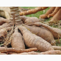Fresh Cassava Available Now