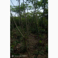Fresh Cassava Available Now