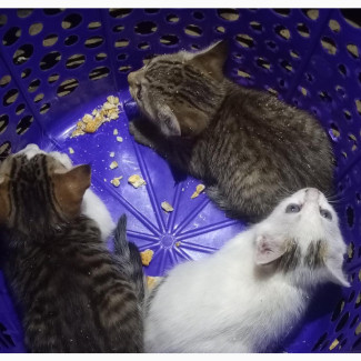 0-1 month Female Mixed Breed British Shorthair