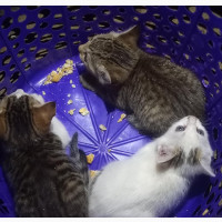 0-1 month Female Mixed Breed British Shorthair