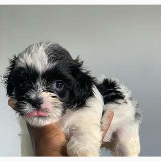Purebred Lhasa Apso Puppies Available - Female