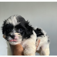 Purebred Lhasa Apso Puppies Available - Female