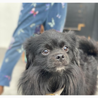 6-12 months Male Mixed Breed English Toy Spaniel