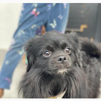 6-12 months Male Mixed Breed English Toy Spaniel