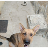 Purebred Female German Shepherd - 1+ Year Old